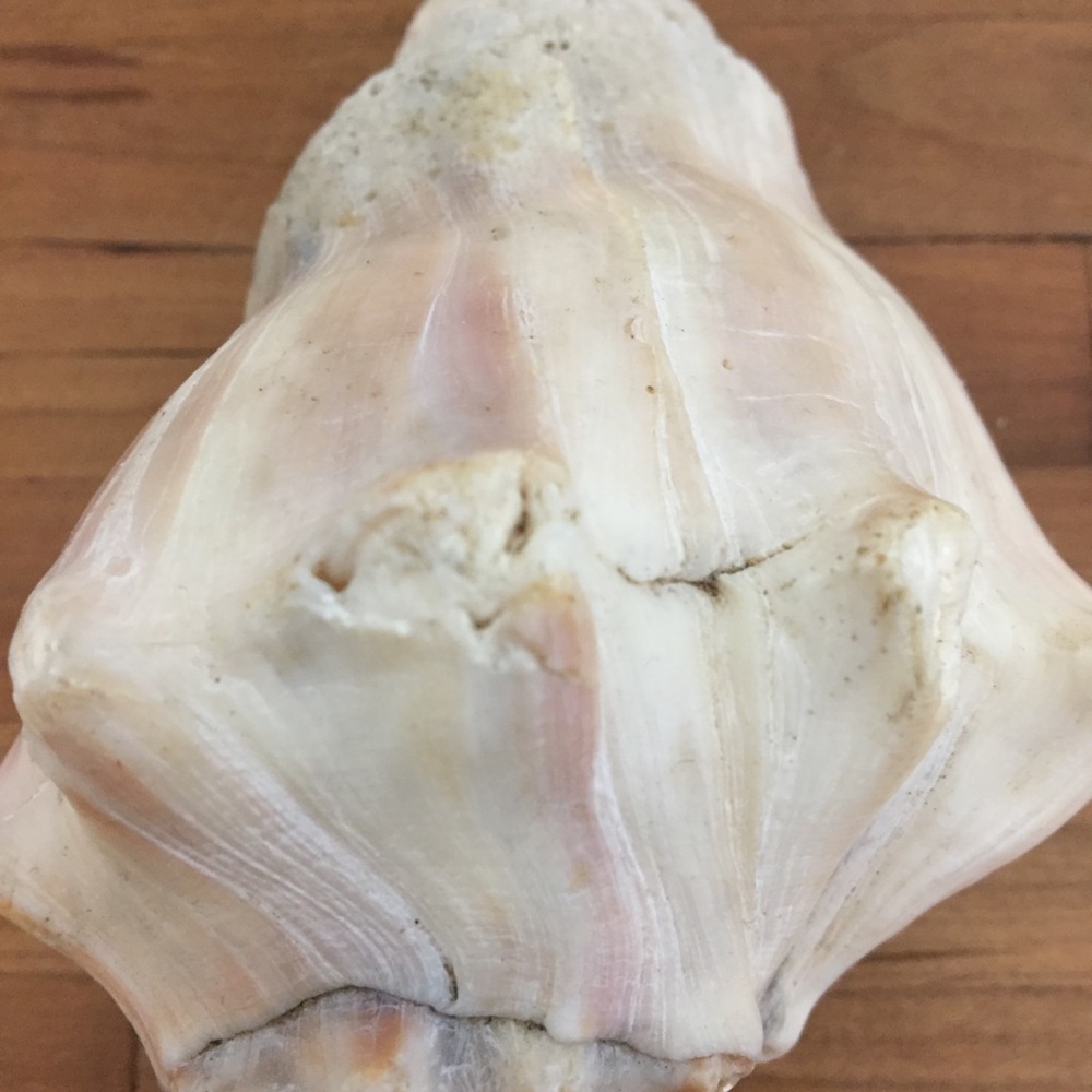 Beautiful Real Seashell - Picture 6 of 12